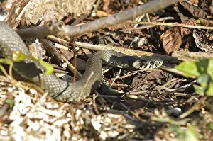 Grass snake (Natrix natrix)