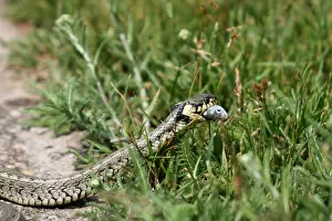 Images Dated 23rd May 2012: Grass snake -Natrix natrix- with a captured Belica or Moderlieschen -Leucaspius delineatus