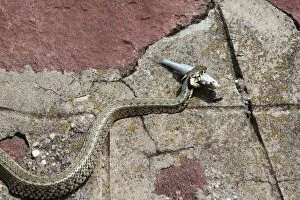 Images Dated 23rd May 2012: Grass snake -Natrix natrix- with a captured Belica or Moderlieschen -Leucaspius delineatus