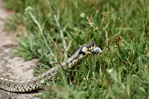 Colubrid Prints: Grass snake -Natrix natrix- with a captured Belica or Moderlieschen -Leucaspius delineatus