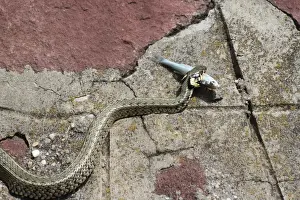 Hungary Prints: Grass snake -Natrix natrix- with a captured Belica or Moderlieschen -Leucaspius delineatus