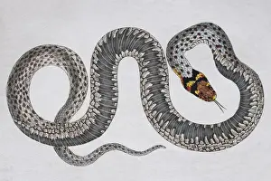 Artistic Prints: Grass snake (Natrix Natrix), hand-coloured copperplate engraving from Friedrich Justin