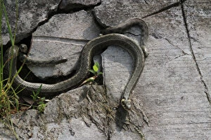 Grass snakes -Natrix natrix-, four males courting a large female, Lake Balaton, Hungary, Europe