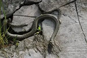 Hungary Prints: Grass snakes -Natrix natrix-, four males courting a large female