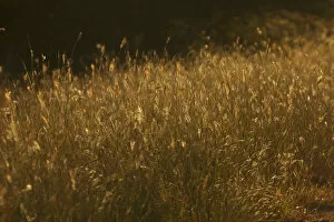 Images Dated 23rd March 2015: Grass at sunset, Kruger National Park, South Africa