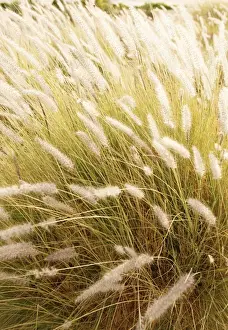 Gramineae Prints: Grasses with backlighting