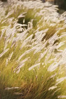 Gramineae Prints: Grasses with backlighting