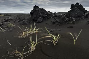Volcanism Gallery: Grasses blown by the wind, black sand, piled up lava, Reykjanesskagi
