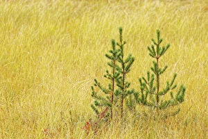 Gallo Landscapes Gallery: Grasses and small conifer trees, Upper Peninsula of Michigan, USA