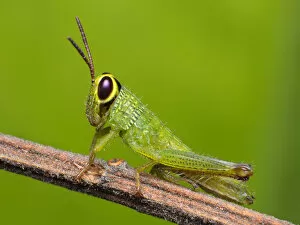 Images Dated 29th June 2011: Grasshopper