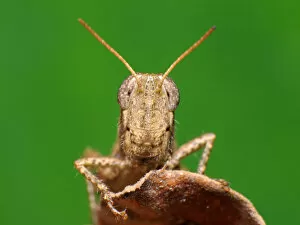 Images Dated 4th July 2011: Grasshopper