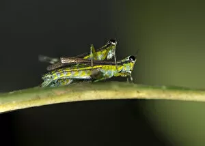 Images Dated 30th May 2014: Grasshopper of the genus Eumastax mating, Tambopata National Reserve, Madre de Dios region, Peru