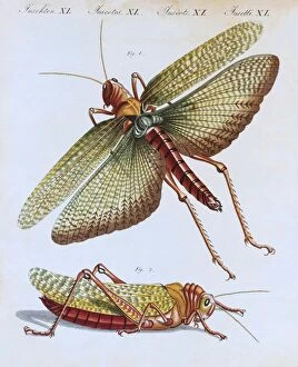 Images Dated 13th July 2017: Grasshopper (Gryllus cristatus), handcoloured copper engraving from childrens book by Friedrich