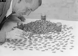 Businessmen Prints: Grasshopper Researcher Examining the Creatures