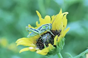 Spraying Prints: Grasshopper on Sunflower