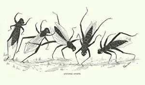 Grasshopper Vintage Illustration