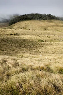 Grass Area Collection: Grassland and cloud forest in Horton Plains National Park