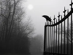 Images Dated 8th December 2012: graveyard guardian