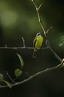 Images Dated 3rd February 2018: Gray-capped Flycatcher