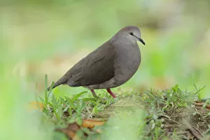 Images Dated 27th June 2015: Gray-chested Dove Caribbean race