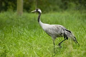 Images Dated 30th June 2014: Gray common crane -Grus grus-, adult, Lower Saxony, Germany