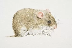 Images Dated 14th July 2006: Gray Dwarf Hamster (cricetulus migratorius), side view