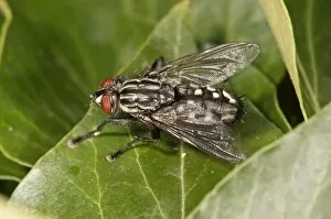 Gray Flesh Fly -Sarcophaga carnaria- Untergroeningen, Baden-Wuerttemberg, Germany, Europe