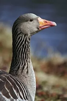 Images Dated 6th April 2010: Gray goose grey goose greylag goose -Anser anser- portrait