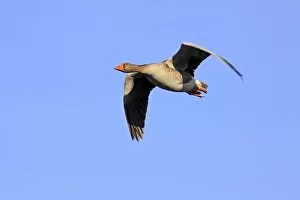 Gray goose grey goose greylag goose -Anser anser- flying