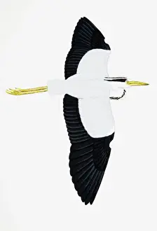 Head Prints: Gray Heron (Ardea cinerea), large wading bird in flight