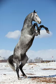 Images Dated 2nd April 2011: Gray horse standing