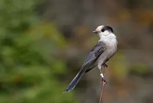 Images Dated 3rd October 2014: Gray Jay in Algonquin