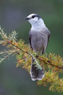 Images Dated 5th October 2013: Gray Jay in Algonquin