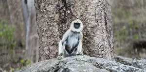 Old World Monkey Gallery: Gray langur -Semnopithecus sp.- sitting on stone, Mudumalai Wildlife Sanctuary, Tamil Nadu, India