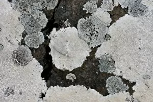 Symbiotic Relationship Collection: Gray lichen on rock, Faroe Islands, Denmark