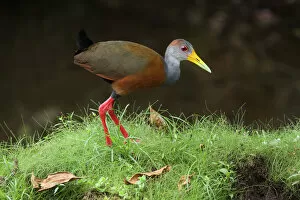 Images Dated 12th June 2015: Gray-necked wood-rail