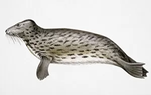 Images Dated 12th February 2007: Gray seal (Halichoerus grypus)