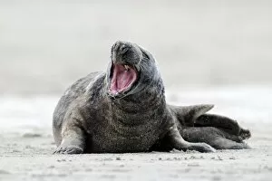 Images Dated 2nd April 2010: Gray seal -Halichoerus grypus- with open mouth, ocean island, Helgoland, Schleswig-Holstein