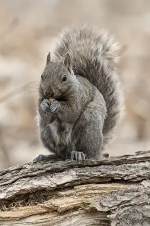 Gray Squirrel