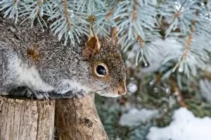Images Dated 1st March 2013: Gray Squirrel Hiding