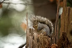 Gray Squirrel On Tree Stump