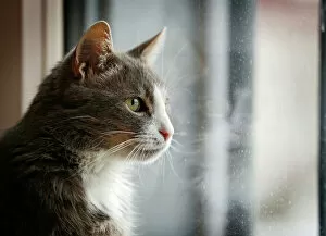 Animal Head Gallery: Gray and white cat looking out of a window, portrait, Germany