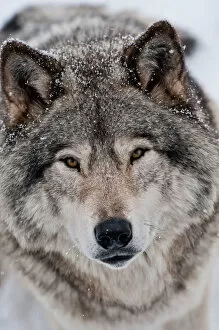 Images Dated 12th January 2015: Gray wolf