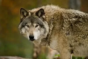 Images Dated 11th October 2014: Gray wolf