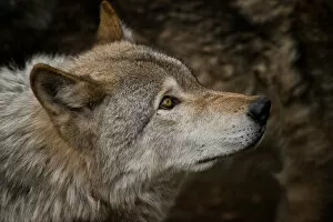 Images Dated 11th October 2014: Gray wolf