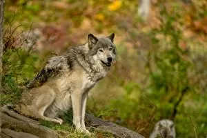 Images Dated 16th October 2015: Gray Wolf In Autumn