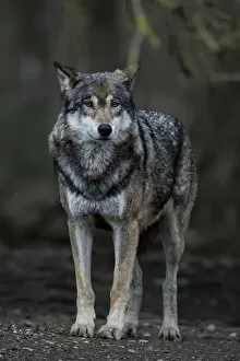 Gunter Lenz Photography Gallery: Gray Wolf -Canis lupus-, Jamtland County, Sweden