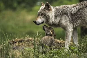 Images Dated 22nd June 2016: Gray Wolf Family