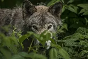 Images Dated 22nd June 2016: Gray Wolf Behind Leaves