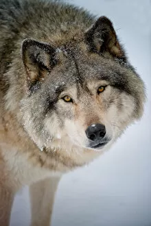 Images Dated 9th December 2013: Gray wolf portrait